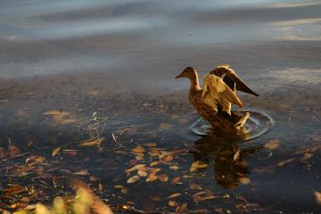 A duck taking flight from water