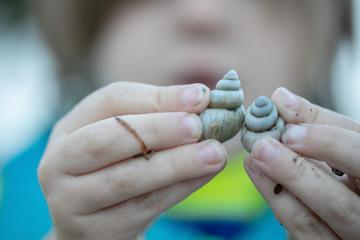 Close-up of sea shells held by a young child