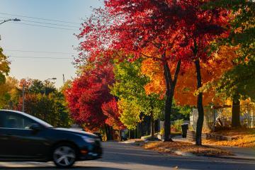 A car passes by colorful trees.